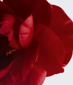 CHANEL N°1 De CHANEL REVITALISIERENDE AUGENCREME GEGEN AUGENSCHATTEN UND SCHWELLUNGEN - GLÄTTET -Pflegemittel Geschäft chanel n 1 de chanel augencreme 15 g 3145891406405 visual