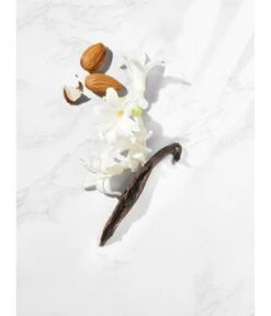 LAURA MERCIER Soufflé Body Crème Almond Coconut Körpercreme -Pflegemittel Geschäft laura mercier souffle body creme almond coconut koerpercreme 300 g 736150042224 detail